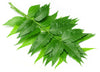 Saint Lucian Neem Leaves | Dried Herbal Cut