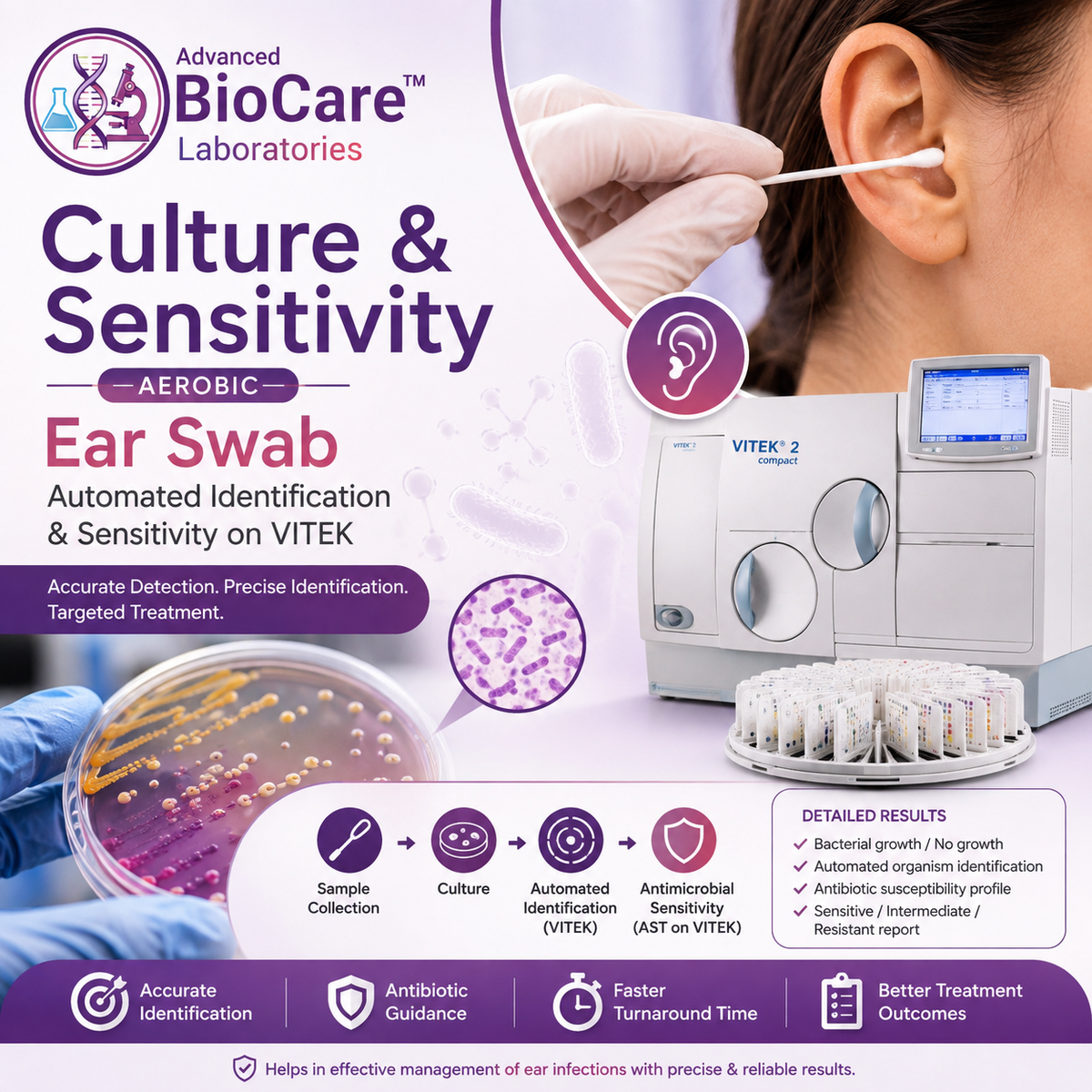 Culture & Sensitivity, Aerobic, Ear Swab- Automated Identification & Sensitivity on Vitek