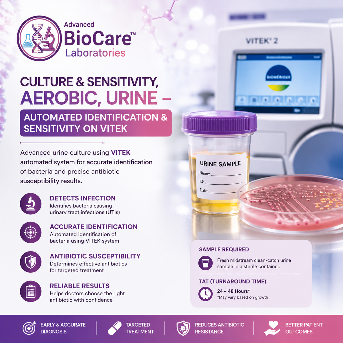 Culture & Sensitivity, Aerobic, Urine- Automated Identification & Sensitivity on Vitek